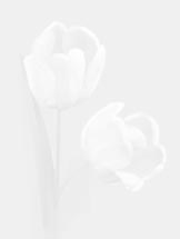 tulp.jpg
